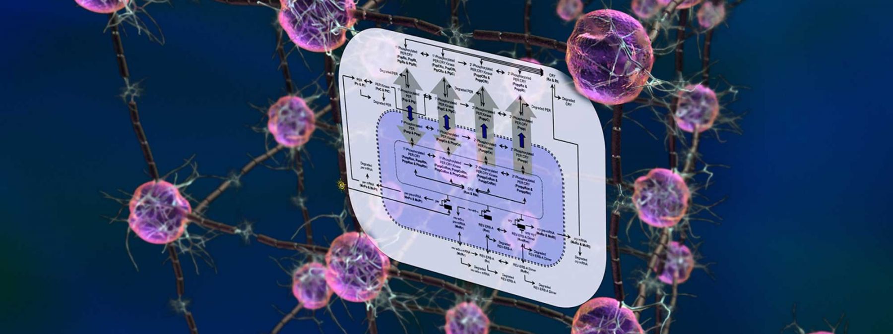 Synthetic & Systems Biology | Department Of Bioengineering | UC Santa ...